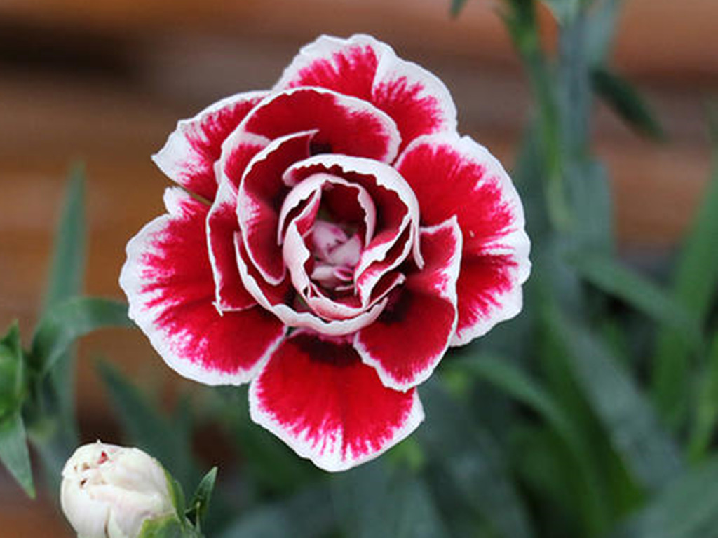 康乃馨花苞不开的处理方法,康乃馨切花花苞不开怎么办