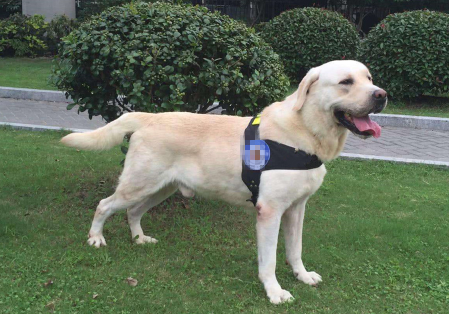 狗脂肪瘤会长大吗,肝上有个脂肪瘤与脂肪肝有关联吗