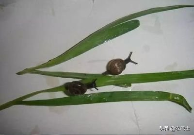 蜗牛里面有没有26000颗牙齿,蜗牛有26000颗牙齿