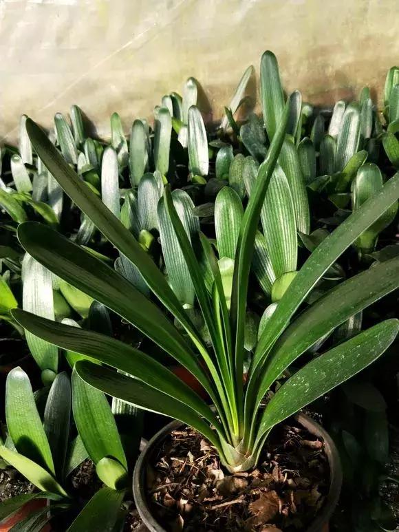 君子兰夹箭磷酸二氢钾怎么施肥,君子兰怎样管理才能够开花长得快