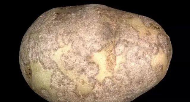 马铃薯这几种病害你都会认吗?认清了以后教你怎么治!(二)