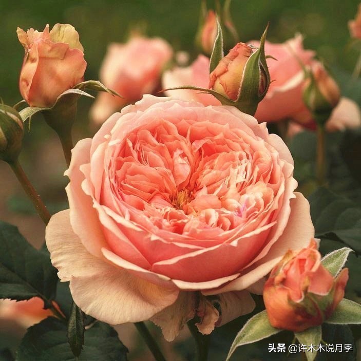 切花大全100种,鲜花大全50种花的花语