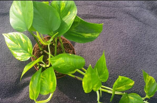 绿萝夏天能不能淋雨,绿萝可以淋雨吗