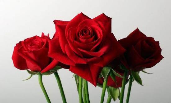 玫瑰花如何保存更久,如何延长玫瑰花保鲜期的方法