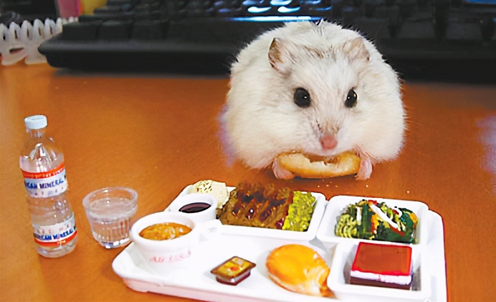 仓鼠会冬眠的照片,仓鼠会冬眠吗冬眠了怎么办