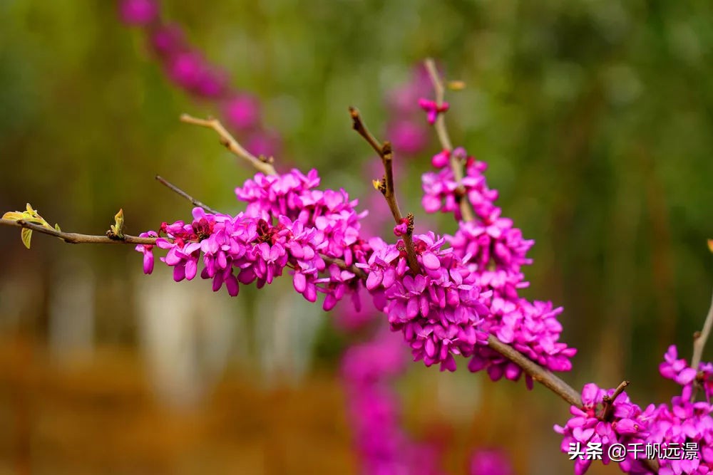 阳春四月春意盎然,阳春四月艳阳照