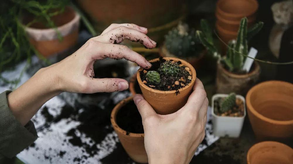 广州摘荔枝玩水,广州摘水果泡温泉