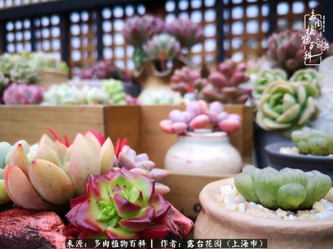 这6种多肉又粉又可爱萌翻少女心,粉粉萌萌的多肉有哪些