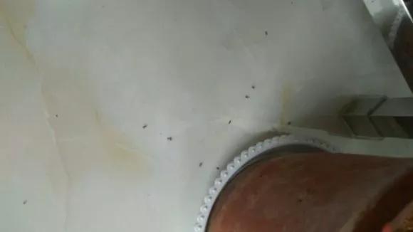 自制杀虫水多久浇一次,月季生虫自制杀虫水