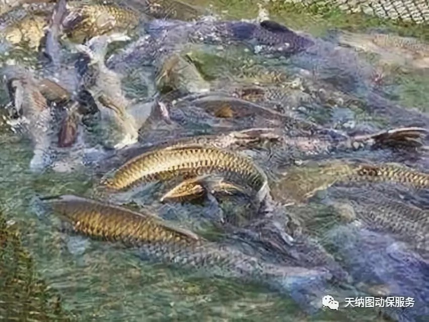 鱼拉网后掉鳞,拉网出鱼视频