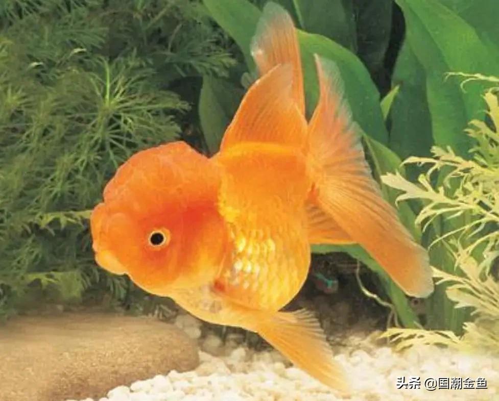 养鱼七律,养鱼七言诗