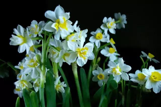 我国很多成语与植物有关,汉语成语中的植物文化