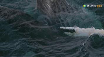 炸裂9.9,BBC再出神片,美得让人脸红