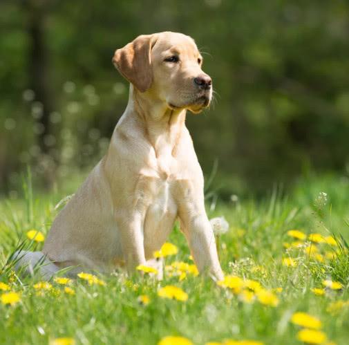 拉布拉多价格参差不齐,拉布拉多价格为什么差那么多