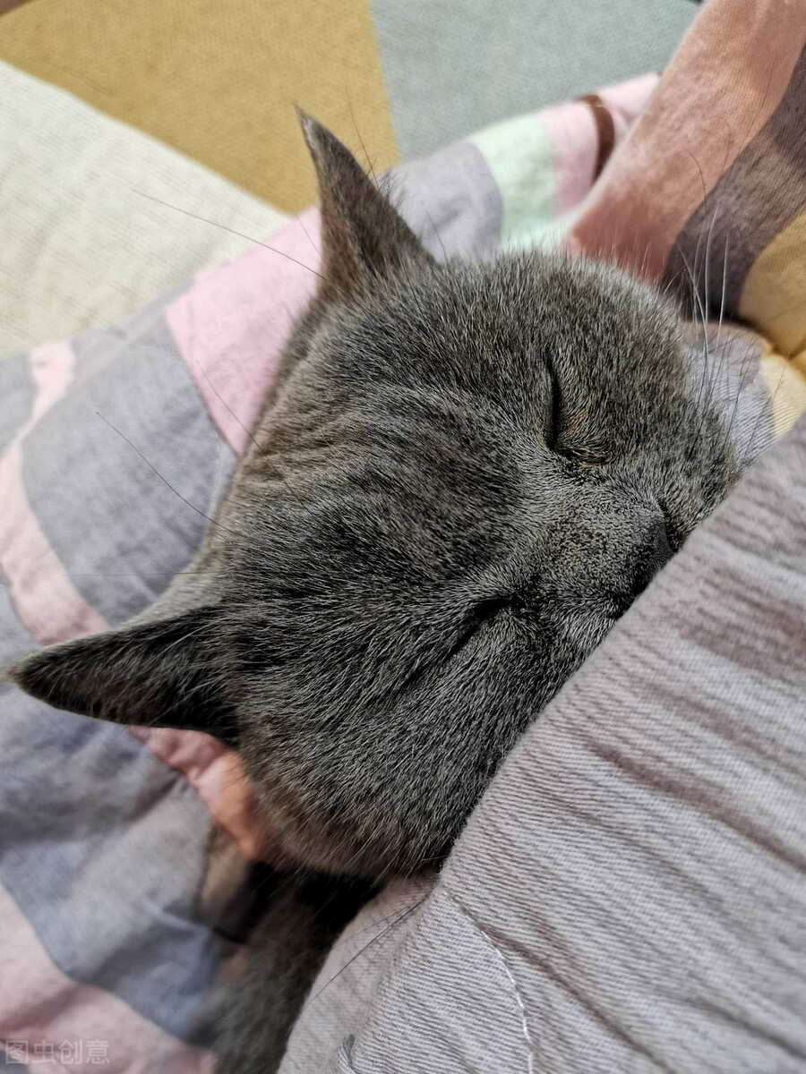 猫感冒鼻支炎,猫感冒和猫鼻支有什么区别