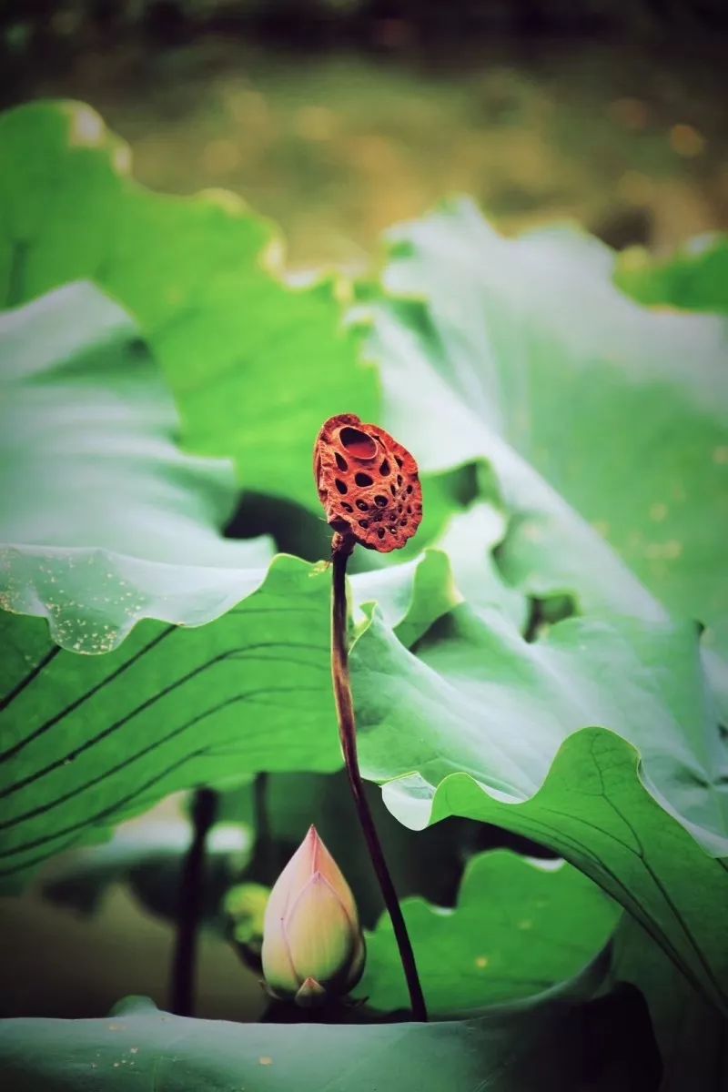 秋分的优美诗词发朋友圈,秋分优美诗词秋分祝福语