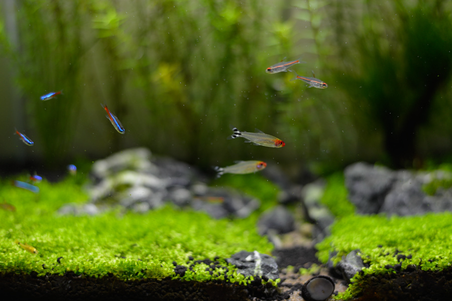 新手草缸入门,萌新水草缸