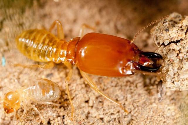 白蚁进化与什么最接近,白蚁的进化过程