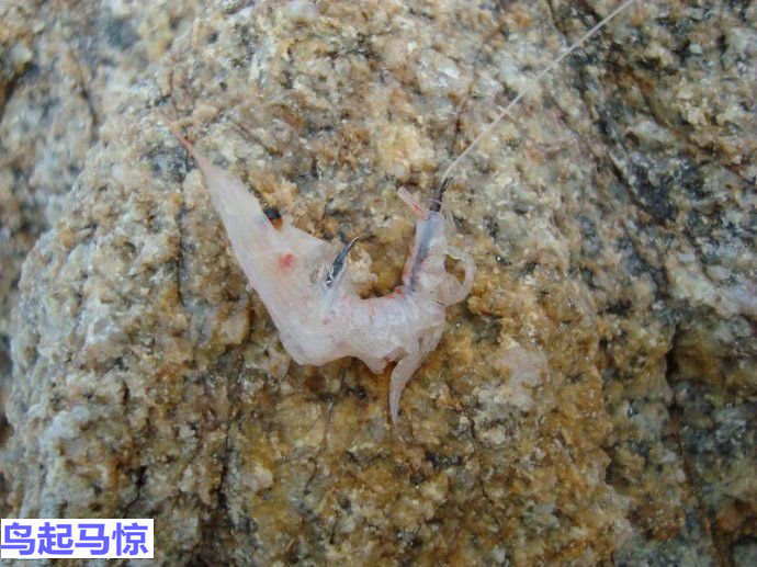 海钓诱饵粉使用方法,海钓鱼饵使用技巧