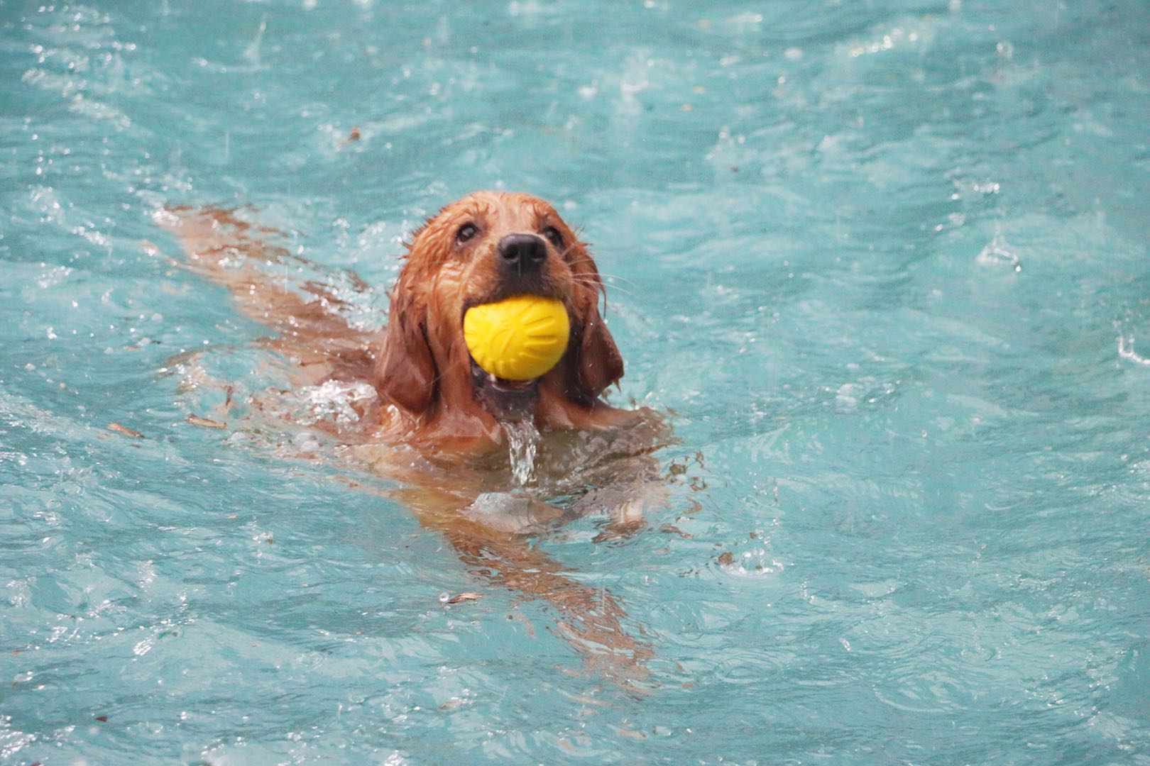 老年犬关节养护吃什么,老年狗狗关节炎怎么治疗最好