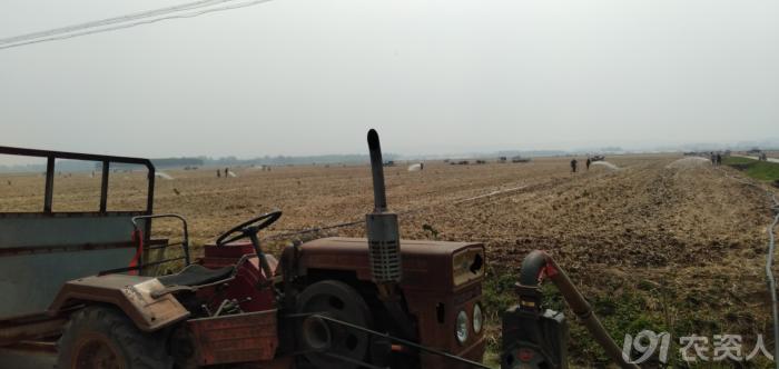 河南适合种植高产玉米,玉米高产高效种植技术