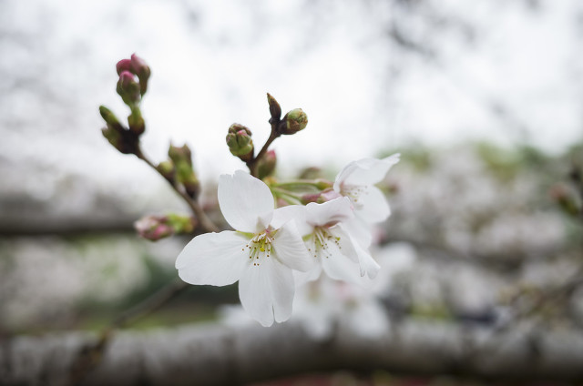 六月毕业季诗歌,六月毕业季的优美语句