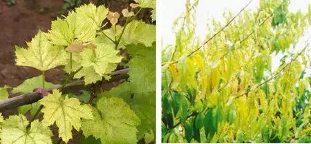 判断植物必需营养元素的标准是,植物生长必需的三种营养元素