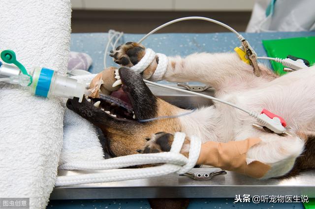 瀹犵墿鎵嬫湳绾犵悍鎬庝箞澶勭悊,瀹犵墿鍖婚櫌鎵嬫湳鍑虹幇闂