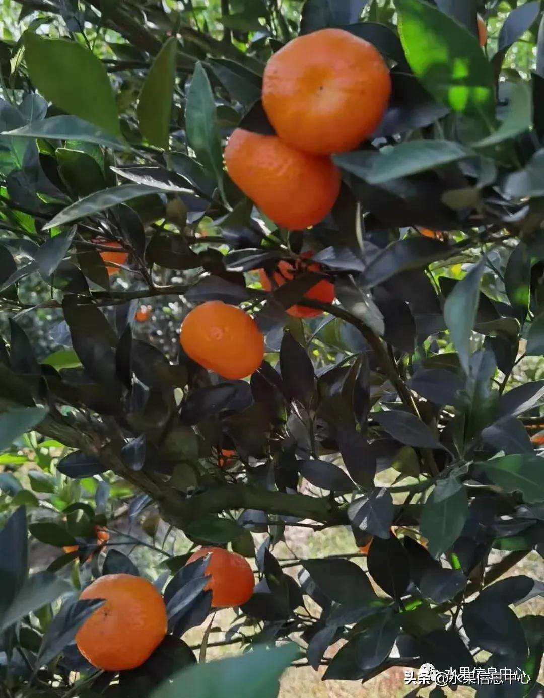 我国柑橘产区分布,柑橘产地行情