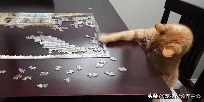 养猫还想养只猫,养猫会有想扔的想法吗