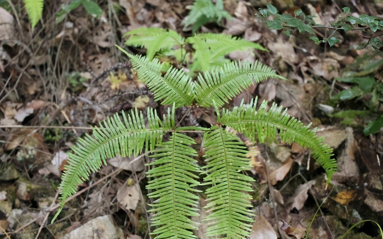 这草贼像“蜈蚣”，曾多到当柴烧，如今成了山珍