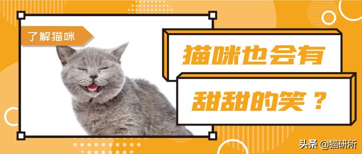 猫咪会笑吗表情,猫咪会笑