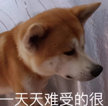 狗狗保护肾脏该吃什么狗粮,狗肾病吃什么狗粮