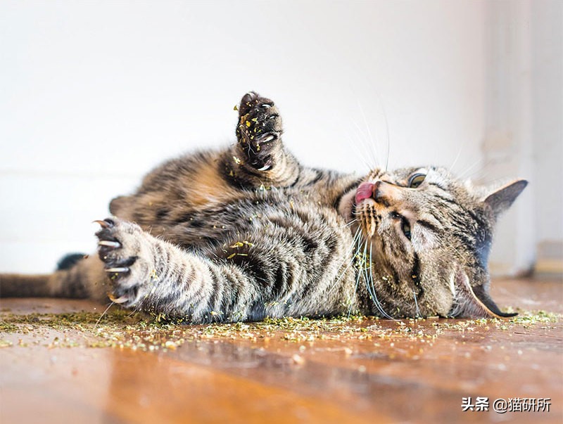 猫咪省钱好物维生素,猫咪必买的10种单品