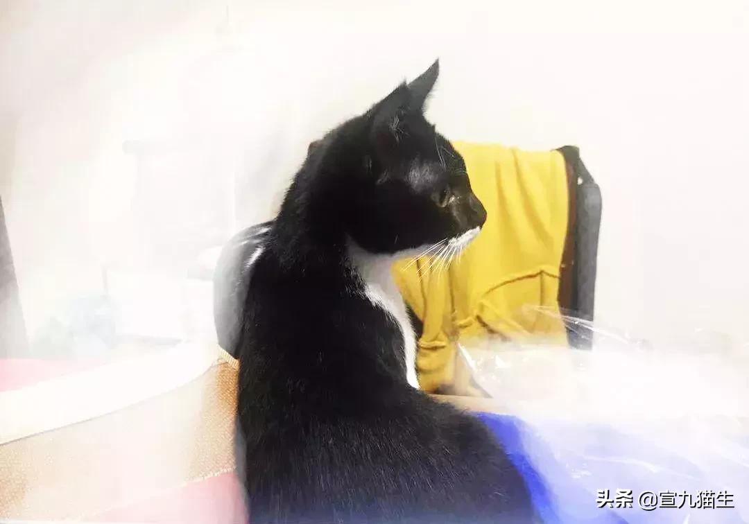 怎么判断猫咪体内有没有异物,你知道如何挑选一只健康的猫咪吗