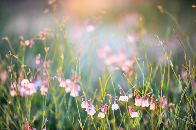 中国最美的十首诗,堪称最美的十首诗