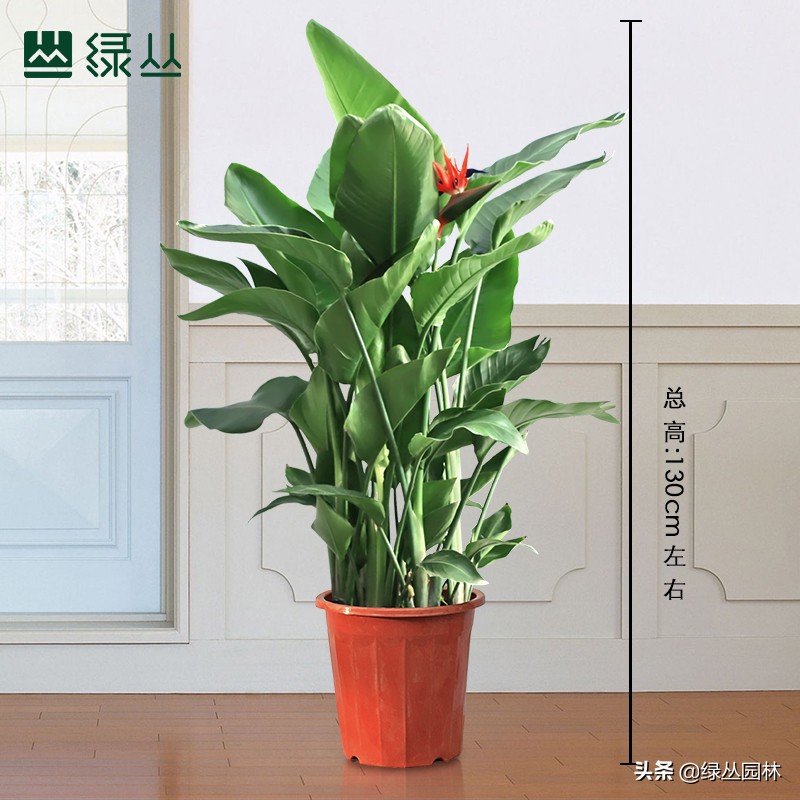 武汉花卉租摆价格如何,武汉花卉租摆