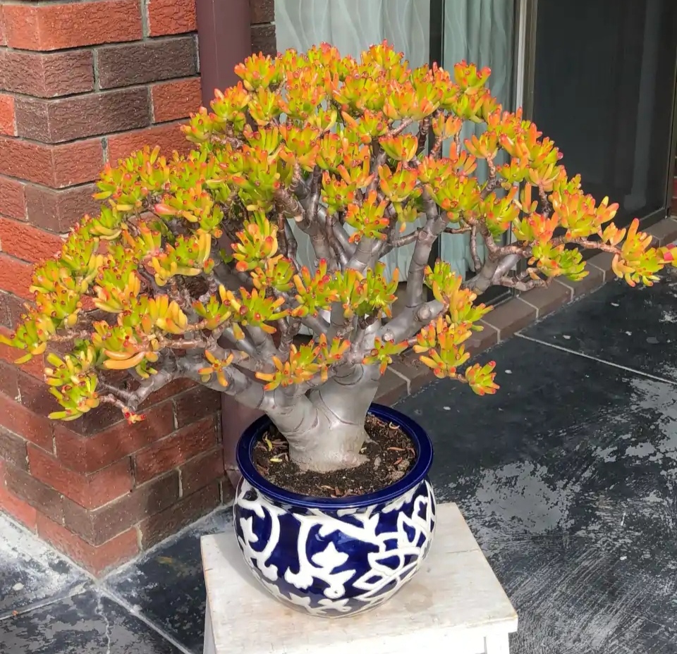 十大好养的懒人花好看,家中常种的十种吉祥花