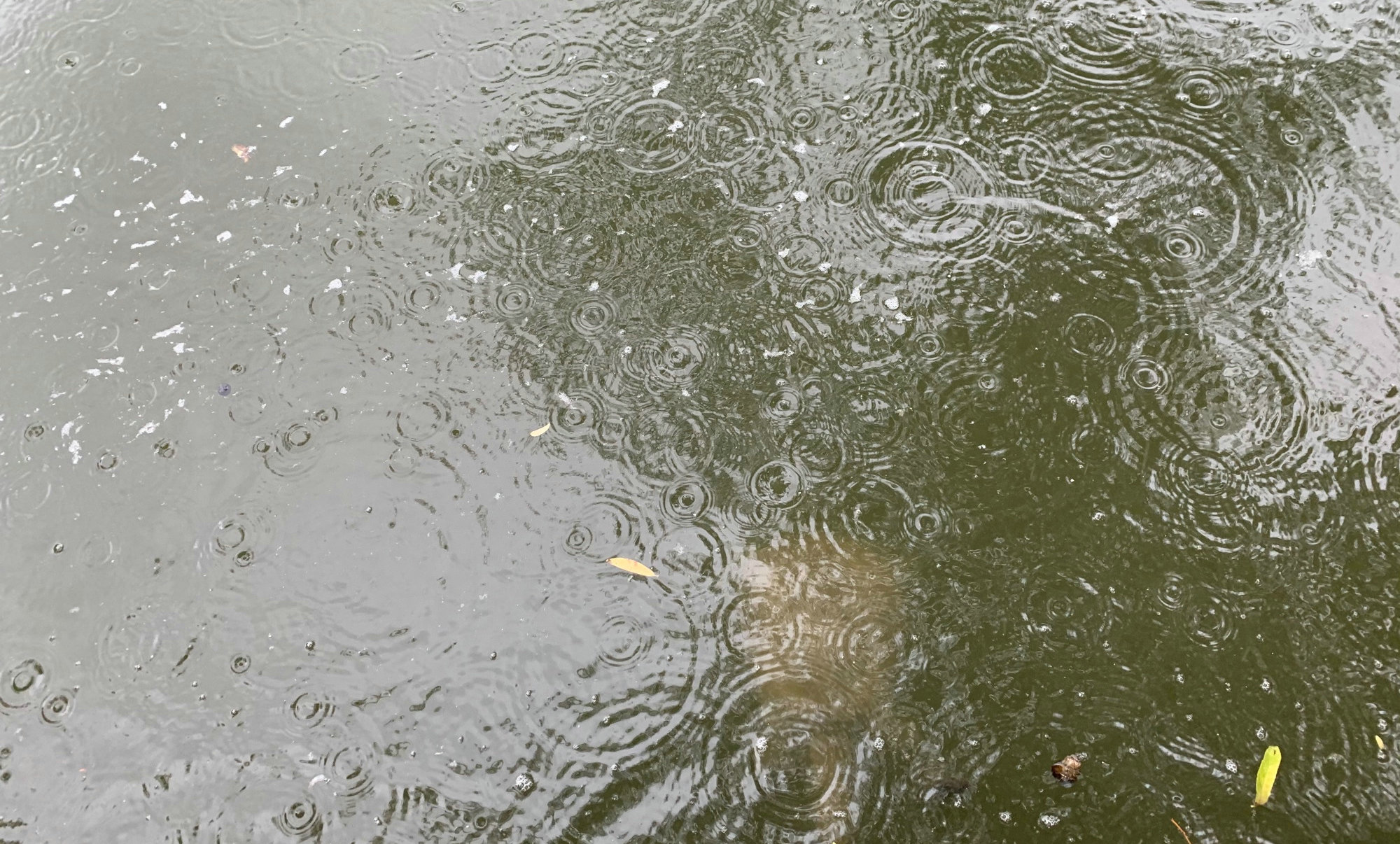 广州生态甲鱼,生态环境改善娃娃鱼现身长江