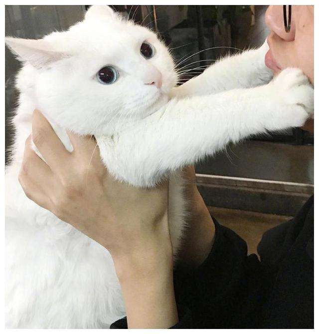 猫的智商有多高,猫智商到底有多高