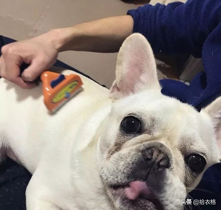 为抢玩具狗子跳起电臀舞！这么搞笑的屁屁可以看一年