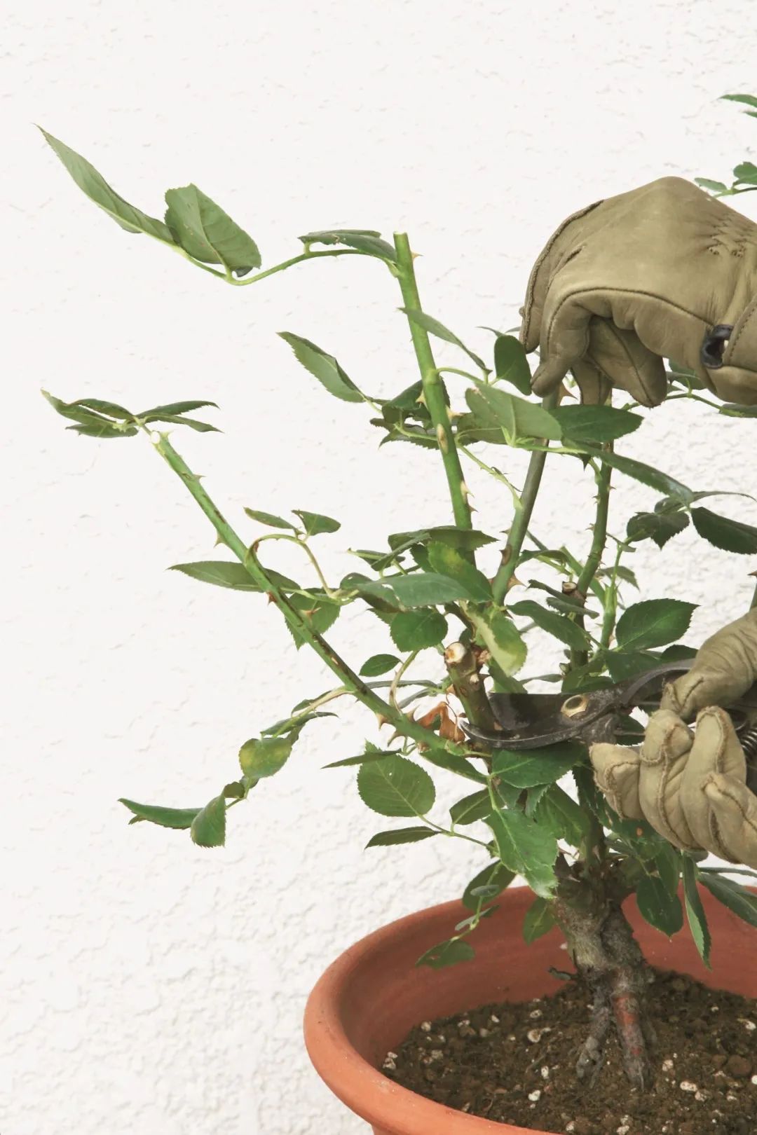 夏季月季怎么施肥,月季夏季要遮阳吗