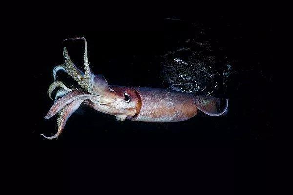 鱿鱼章鱼乌贼墨鱼八爪鱼区别,鱿鱼章鱼和乌贼区别