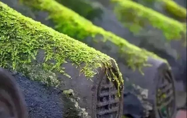 仲夏：在一本古籍中与明朝的云南县相遇