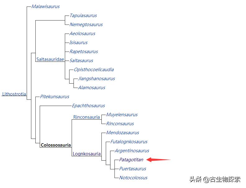 巴塔哥泰坦龙完整化石,巴塔哥泰坦龙进化史