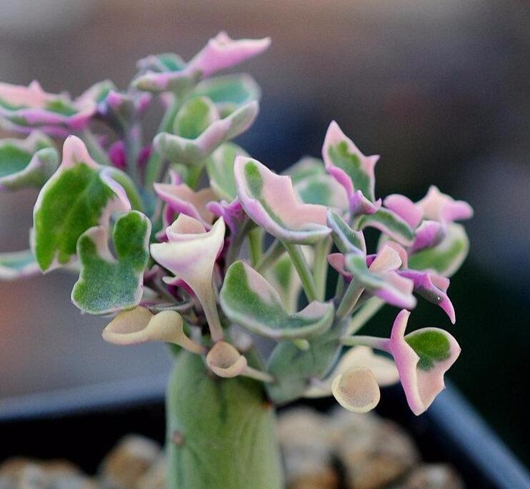 仙人笔怎么养,仙人笔多肉大冠幅