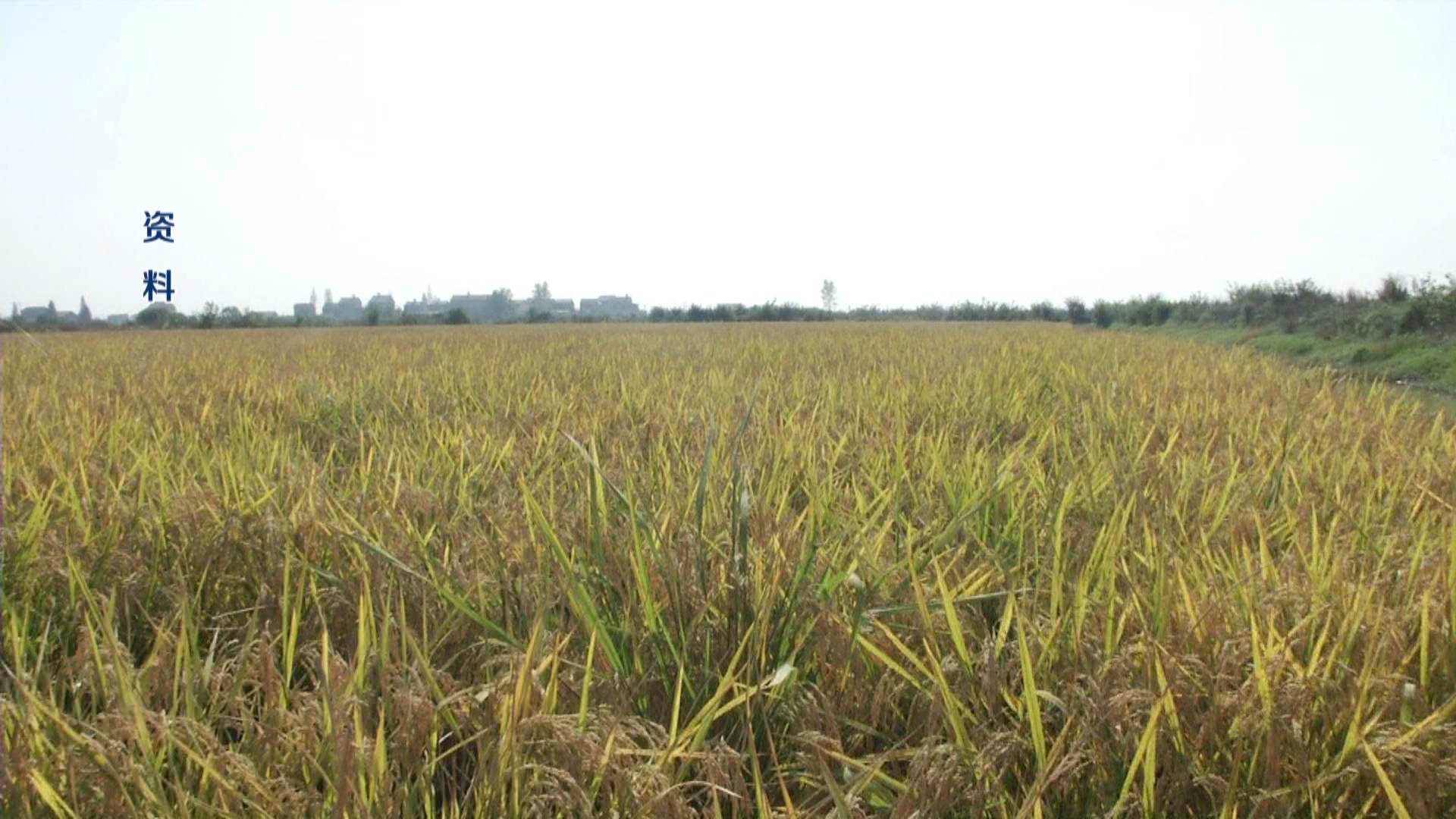 稻谷卖了2个月还没拿到钱怎么办,3000斤谷子卖了多少钱