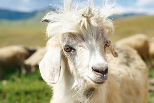 宝宝羊奶粉如何选,0-6个月怎么选羊奶粉