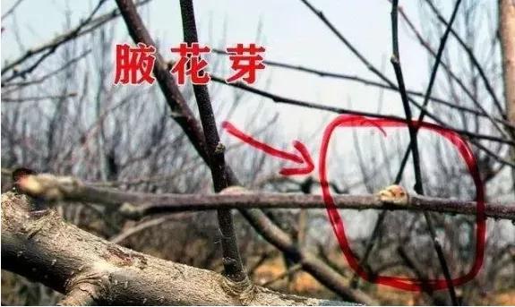 果树梢芽多怎么回事,果树修剪下来的花芽要怎么处理