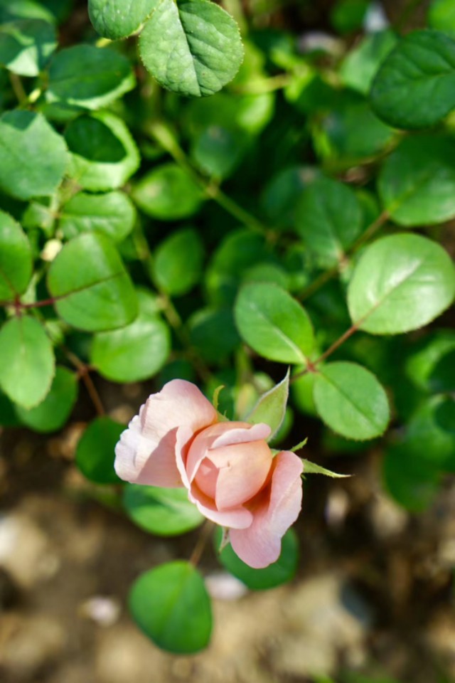 北京人间仙境民宿世外桃源,北京民宿小院门头沟